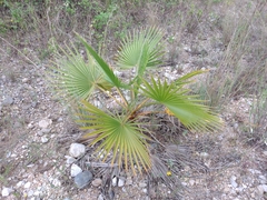 Washingtonia filifera