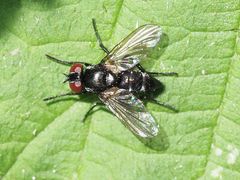 Gastrolepta anthracina