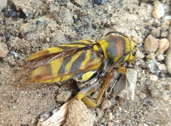 Xylotrechus chinensis