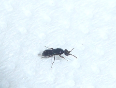 Agaoninae
