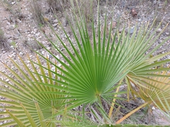 Washingtonia filifera