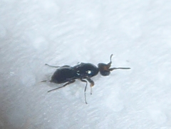 Agaoninae