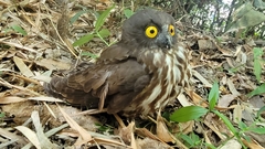 Ninox japonica