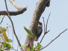 Melanerpes