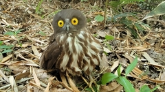 Ninox japonica