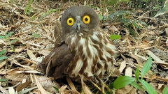 Ninox japonica