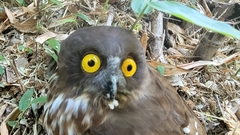 Ninox japonica