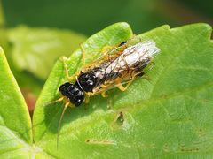 Pamphilius alternans