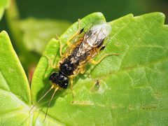 Pamphilius alternans