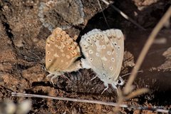 Polyommatus albicans