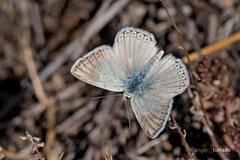 Polyommatus albicans