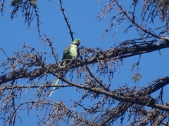 Psittacula eupatria