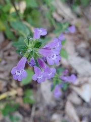 Clinopodium suaveolens
