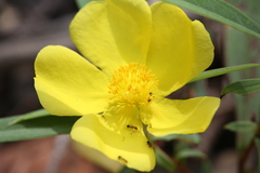 Hibbertia longifolia