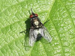 Protocalliphora azurea