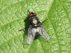 Protocalliphora azurea