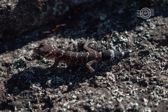 Underwoodisaurus milii