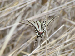 Protographium epidaus