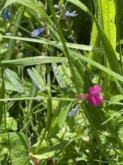 Lathyrus nissolia