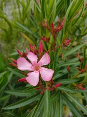 Nerium oleander