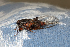 Cicadetta montana