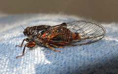 Cicadetta montana