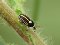 Tychius striatulus