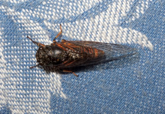 Cicadetta montana