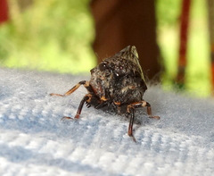 Cicadetta montana