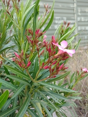 Nerium oleander