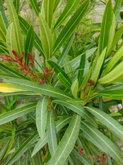 Nerium oleander