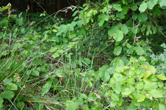 Anthoxanthum australe