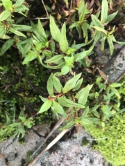 Persicaria prostrata
