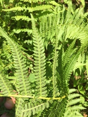 Oreopteris limbosperma