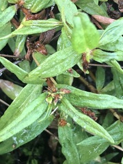 Persicaria prostrata