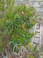 Nerium oleander