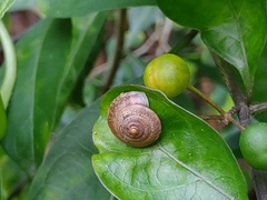 Aegista
