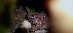 Microhyla mukhlesuri