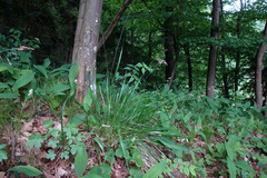 Anthoxanthum australe