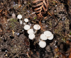 Entoloma albidosimulans