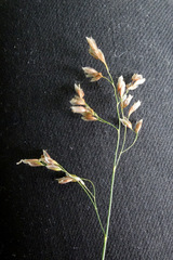 Anthoxanthum australe