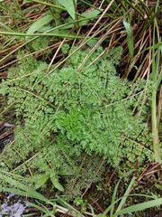 Selinum carvifolia