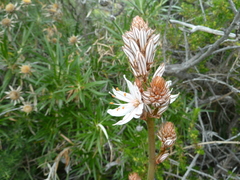 Asphodelus ramosus subsp. distalis image