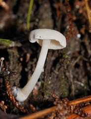 Entoloma albidosimulans