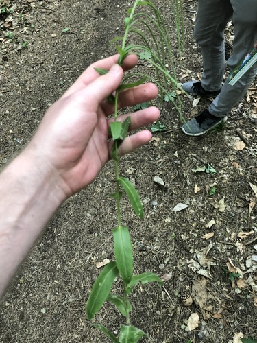 Pseudoturritis turrita, photograph 6