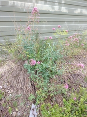 Centranthus ruber