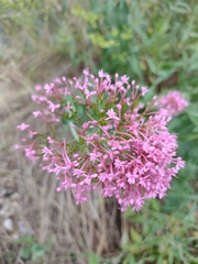 Centranthus ruber