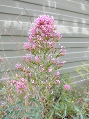 Centranthus ruber