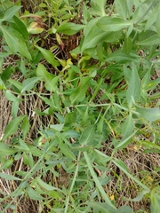 Centranthus ruber