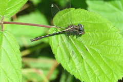 Phanogomphus exilis